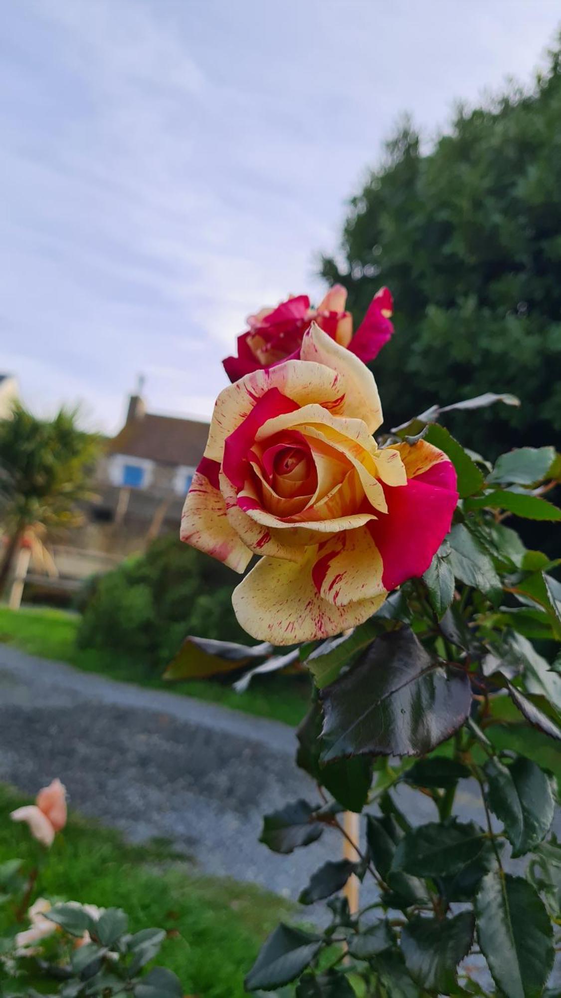 Lesroses1680 Bed and Breakfast Blainville-sur-Mer Eksteriør billede