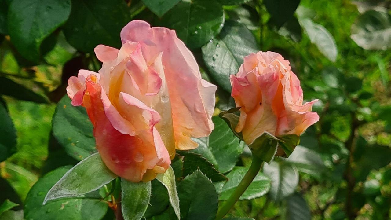 Lesroses1680 Bed and Breakfast Blainville-sur-Mer Eksteriør billede